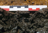 Grains de raisins conservés en contexte humide, fin de la période carolingienne.