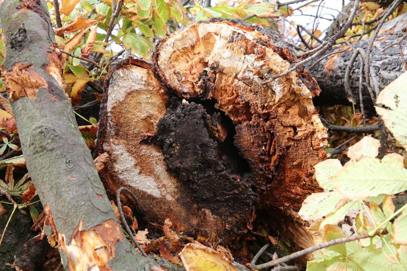 Altération totale des tissus ligneux internes des marronniers suite à l’attaque des champignons lignivores. © Sénat, DAPJ