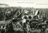 Vendanges en Beaujolais au début du XXe siècle.