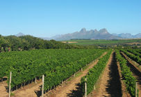 Vignobles de Stellenbosch (Cap-Occidental, Afrique du Sud).
