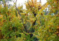 Vigne conduite sur une crosse (bois mort) de châtaignier écorcé à Marin (Haute-Savoie).