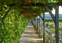 Vigne en pergola au château de Villandry (Indre-et-Loire).