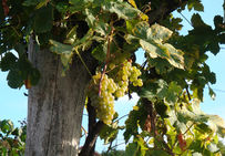 Vigne conduite sur une crosse (bois mort) de châtaignier écorcé à Marin (Haute-Savoie).