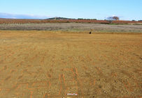 Vue générale de la plantation de vigne sur le site de Renaussas à Valros (Hérault), avec les marques de provinages.