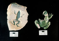 B. Palissy : fragment de céramique, glaçure. Fouilles du Carrousel du Louvre, 1989-1990.