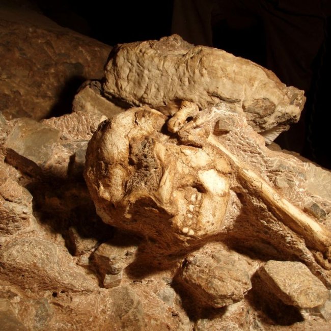 australopitheque
