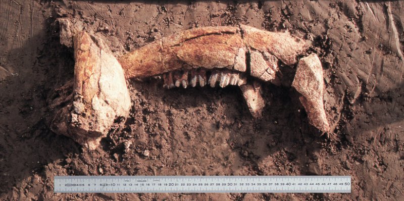 mandibule-aurochs