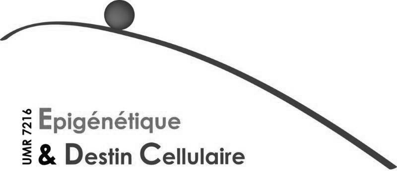 Epigénétique & Destin Cellulaire