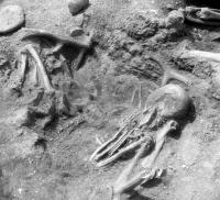 Patelles et bigorneaux, quand les derniers préhistoriques sillonnaient la Bretagne