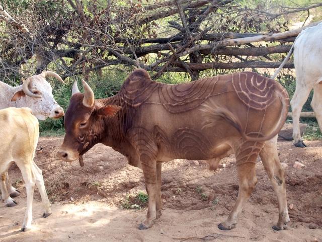 Naissance de la domestication (Asie, Afrique, Amérique)