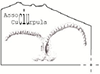Cuciurpula
