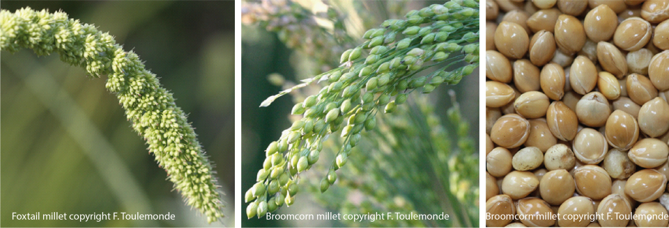 Millet