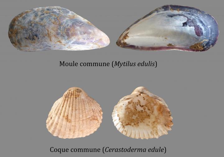 Exemples de coquillages trouvés sur le site de l’âge du Fer et étudiés par la malacologue.