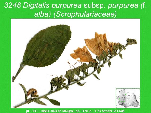 Digitalis purpurea subsp. purpurea (f. alba) (Scrophulariaceae) 3248 Digitalis purpurea subsp. purpurea (f. alba) (Scrophulariaceae) 3248