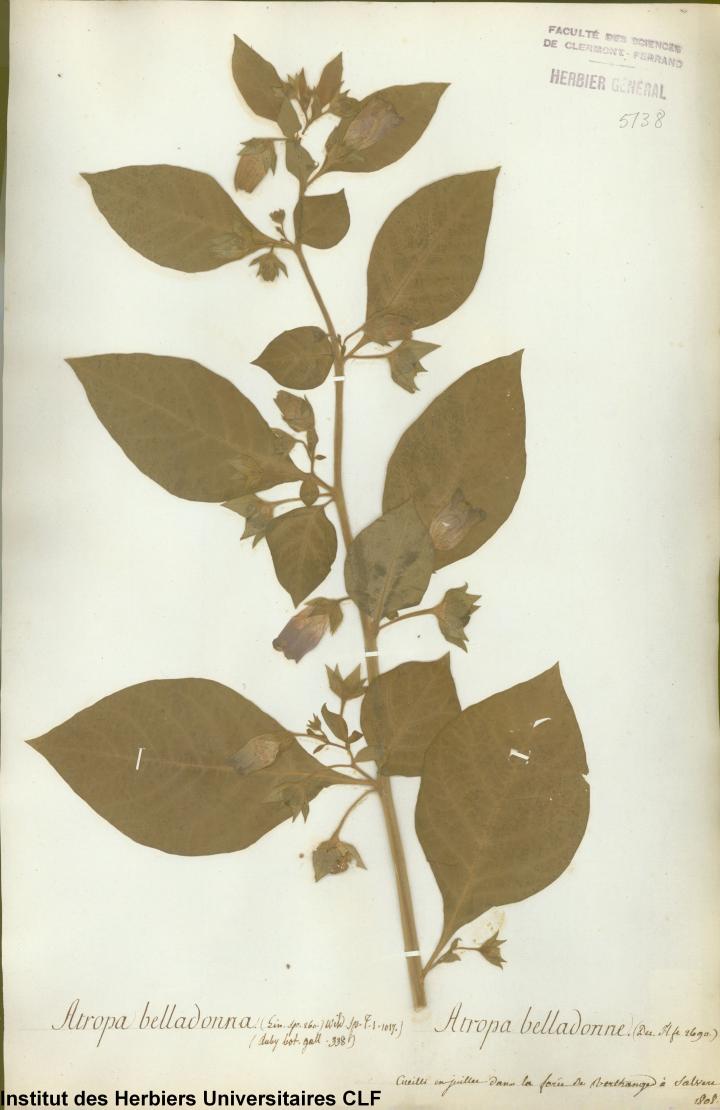 Atropa Belladonna CLF065799 Atropa Belladonna CLF065799