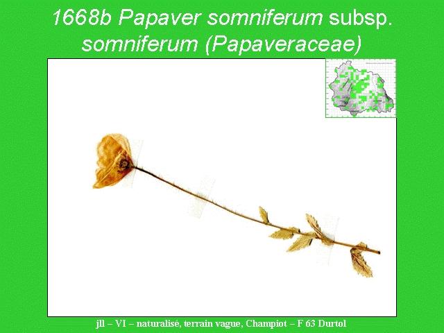Papaver somniferum subsp. somniferum (Papaveraceae) 1668b 