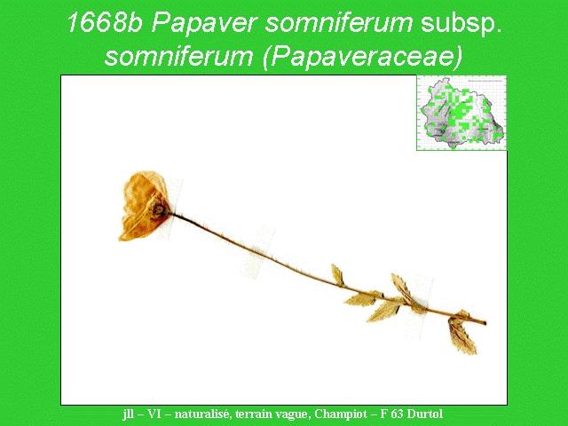 Papaver somniferum subsp. somniferum (Papaveraceae) 1668b Papaver somniferum subsp. somniferum (Papaveraceae) 1668b