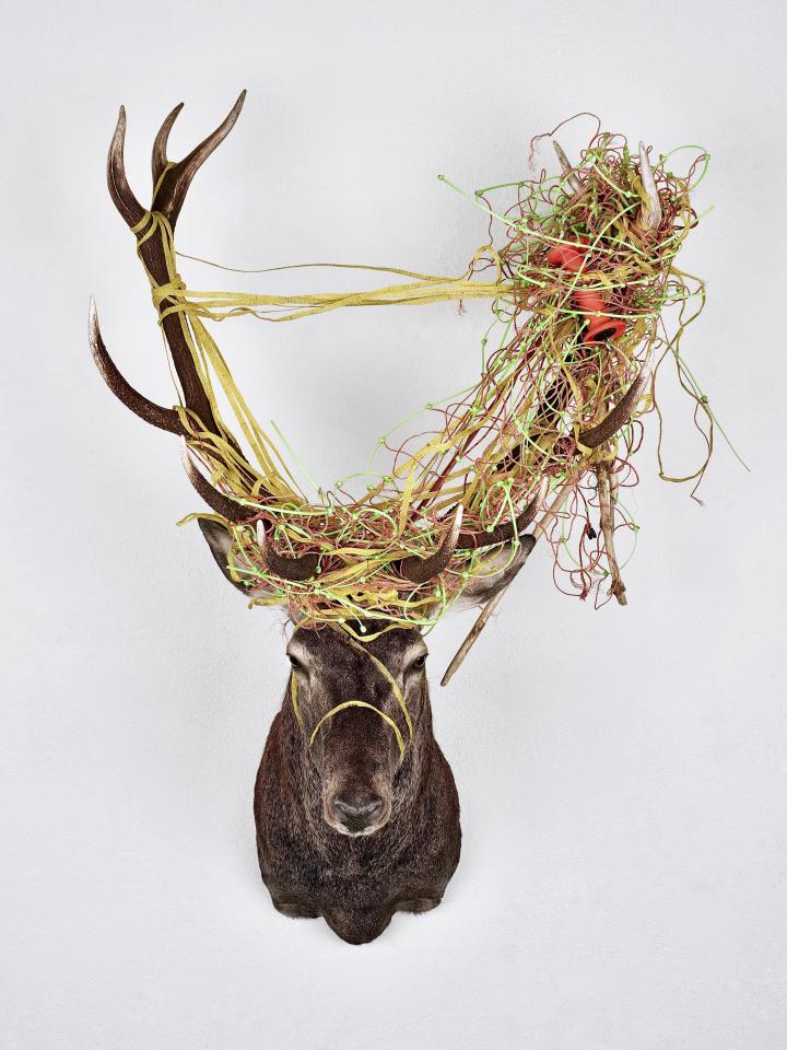 Trophée de cerf Suisse, naturalisation, prêt du Musée de la nature du Valais.