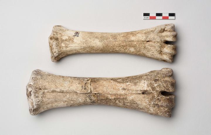 en haut, un os d’une patte de vache ; en bas, le même os provenant d’une femelle d’aurochs. Fouille de Cuiry-lès- Chaudardes (Aisne).