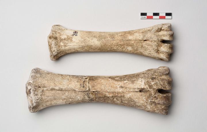 en haut, un os d’une patte de vache ; en bas, le même os provenant d’une femelle d’aurochs. Fouille de Cuirylès- Chaudardes (Aisne). en haut, un os d’une patte de vache ; en bas, le même os provenant d’une femelle d’aurochs. Fouille de Cuirylès- Chaudardes (Aisne).