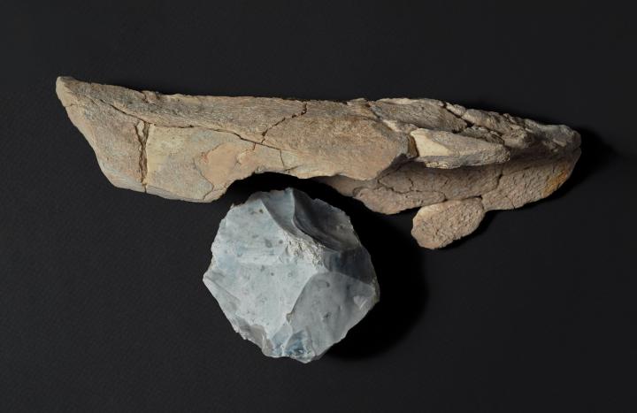 Os d’aurochs découvert à Caours (Somme). Il est présenté ici avec un outil en pierre qui a servi à le fracturer pour en récupérer la moelle. Os d’aurochs découvert à Caours (Somme). Il est présenté ici avec un outil en pierre qui a servi à le fracturer pour en récupérer la moelle.