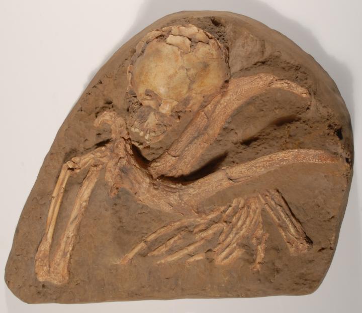 Moulage de la sépulture de l’enfant Q11, découverte dans la grotte de Qafzeh, en Israël, en 1969 Moulage de la sépulture de l’enfant Q11, découverte dans la grotte de Qafzeh, en Israël, en 1969