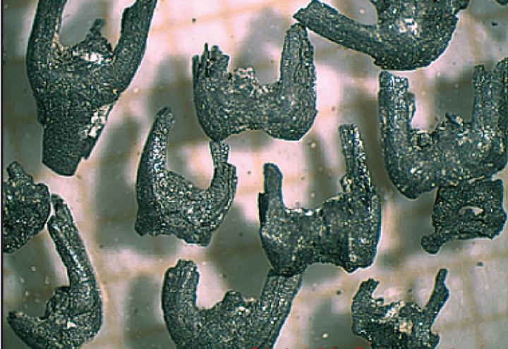 Furca de blé engrain (Triticum dicoccum), trouvée sur le site néolithique de Trémonteix (Puy-de-Dôme).