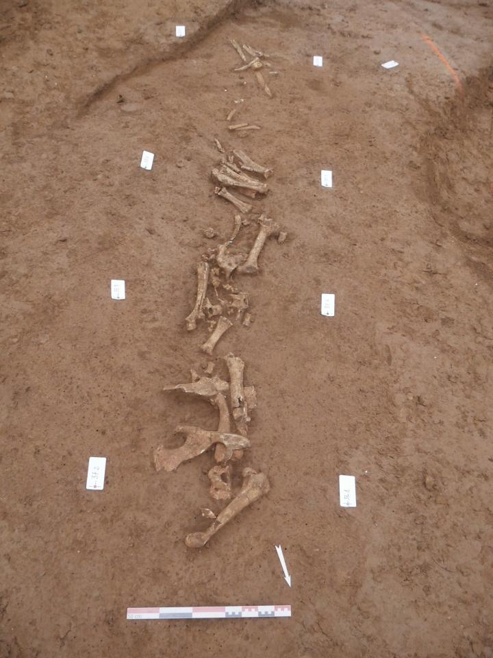 Ossements de faune disséminés dans le remplissage du fossé d’enclos.