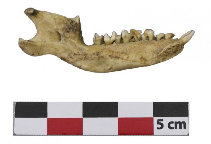  Villers-Carbonnel, la Sole d'Happlincourt (Somme), enceinte du Néolithique moyen 2 (Chasséen du Nord), mandibule de hérisson polie, interprétée comme une amulette.