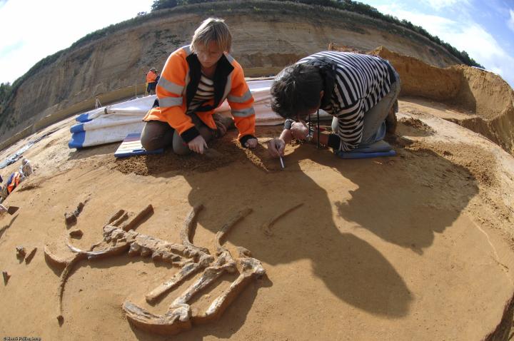 Fouille d'un tronçon thoracique de cervidé adulte sur un site préhistorique et paléontologique à Tourville-la-Rivière (Seine-Maritime), 2010.  L'opération archéologique se focalise sur des nappes alluviales riches en vestiges et caractéristiques de la fin