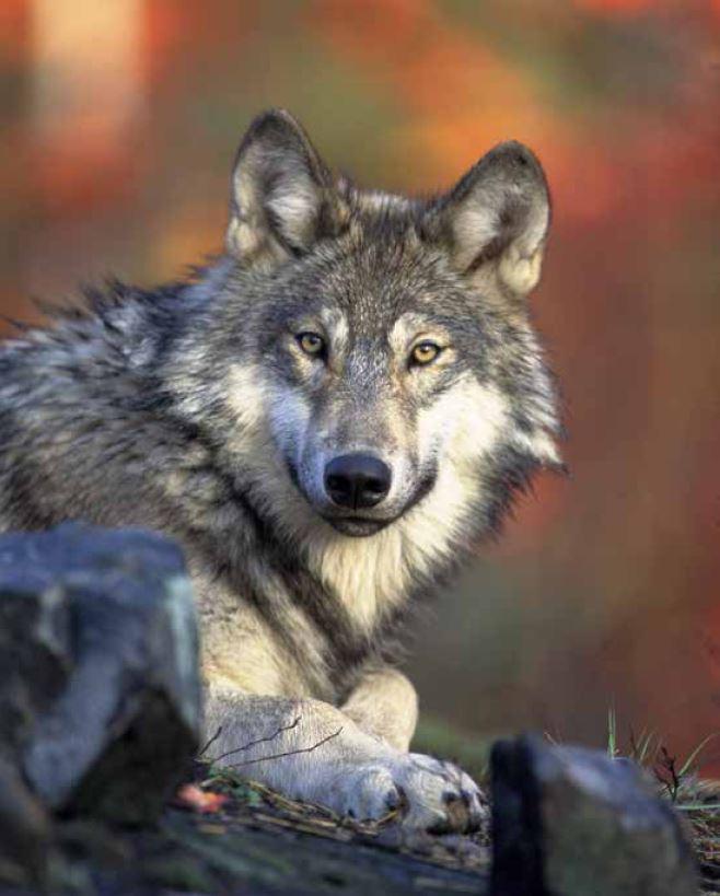 Les restes de loups sont rares dans les sites néolithiques et comprennent des éléments crâniens (mâchoires supérieure et inférieure, etc.), des fibules et des phalanges qui avaient probablement une signification symbolique.