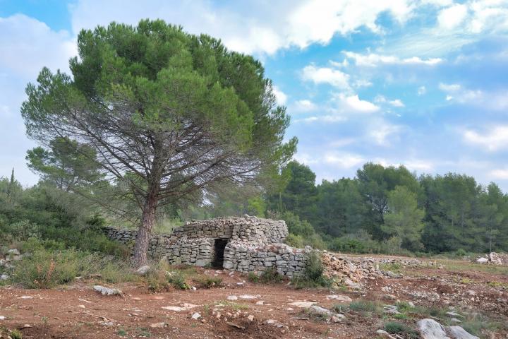 Garrigues de Loupian.