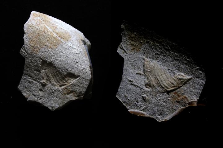 Visuel un oiseau dans l'art des origines Visuel un oiseau dans l'art des origines