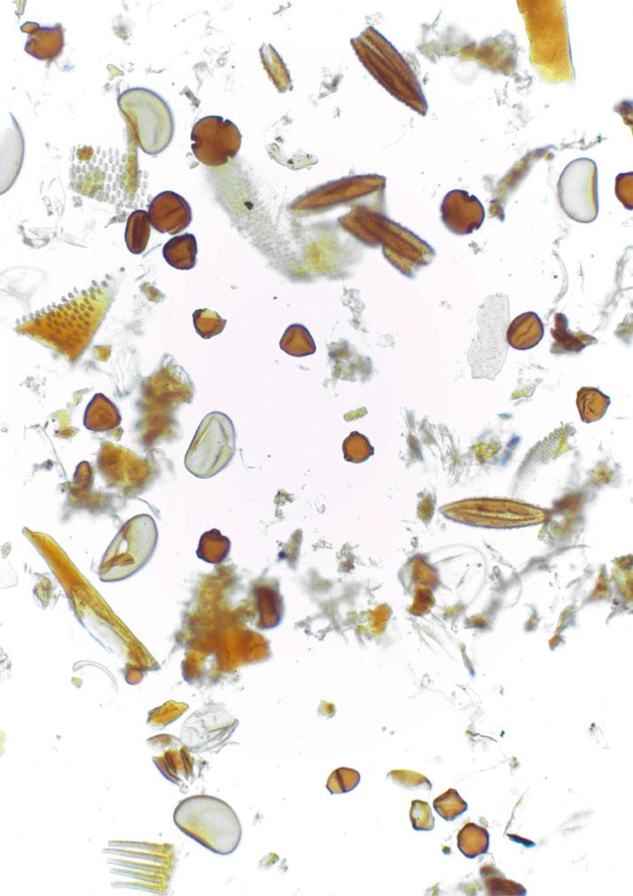 Bioarchéologie 20 ans 4 Bioarchéologie 20 ans 4