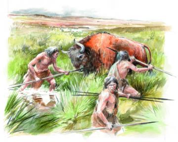 Découpe d'un bison pour retrouver les gestes et les techniques de l'Homme de Néandertal