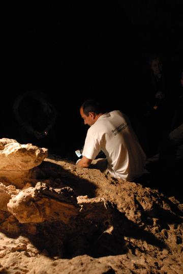 Little Foot, l'australopithèque sud-africain, aussi vieux que Lucy ?