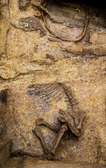 Découverte d'une tombe à char gauloise exceptionnelle à Warcq (Ardennes)
