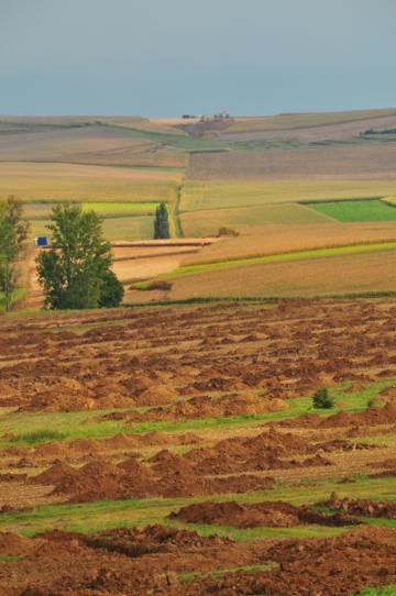 Gingsheimer Feld