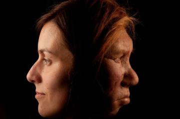 Reconstitution par deux artistes néerlandais, Andrie et Alfons Kennis, du crane d'une femme de Neandertal• Reconstitution par deux artistes néerlandais, Andrie et Alfons Kennis, du crane d'une femme de Neandertal•