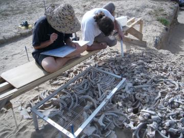 Découverte du plus ancien sanctuaire d'Arabie : la structure en os de dugong de l'île d'Akab
