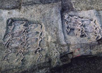 Après la sépulture multiple d'hommes et de chevaux, des fosses à chevaux ... (Puy-de-Dôme)