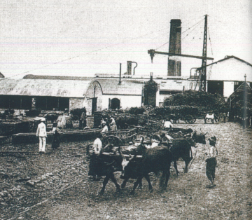 La place pavée au XIXe siècle. Usine sucrière de Vue Belle à la Saline en activité, carte postale de la fin du XIXe siècle. ADR.