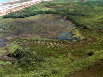 Champs surélevés précolombiens adjacents au site sur chenier de Bois Diable, juste en haut à gauche 