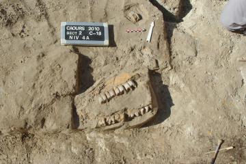 Mandibule de rhinocéros du niveau 4, site de Caours.