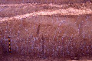 Le Bois des Peupliers