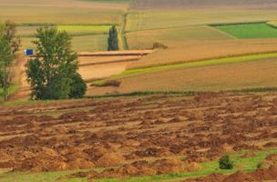 Gingsheimer Feld
