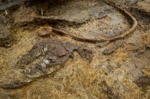 Découverte d'une tombe à char gauloise exceptionnelle à Warcq (Ardennes)