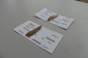 Arbois 5
