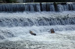 Prospection acrobatique au pied d'un seuil dans la Gère, à Vienne.