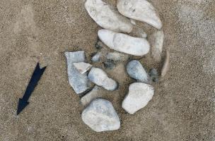 Eléments de coquilles de strombes (lambis) Aliger gigas et outil en corail rejetés après consommation, épandage néoindien (us 1008), fouillés&nbsp; à Saint-Barthélemy (Guadeloupe), 2022.